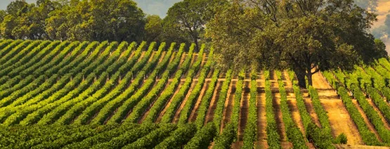 California Region for wine