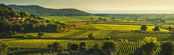 bolgheri wine region