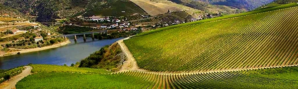 Ribera del Duero wine region